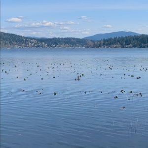 Meet your Posher, Toni